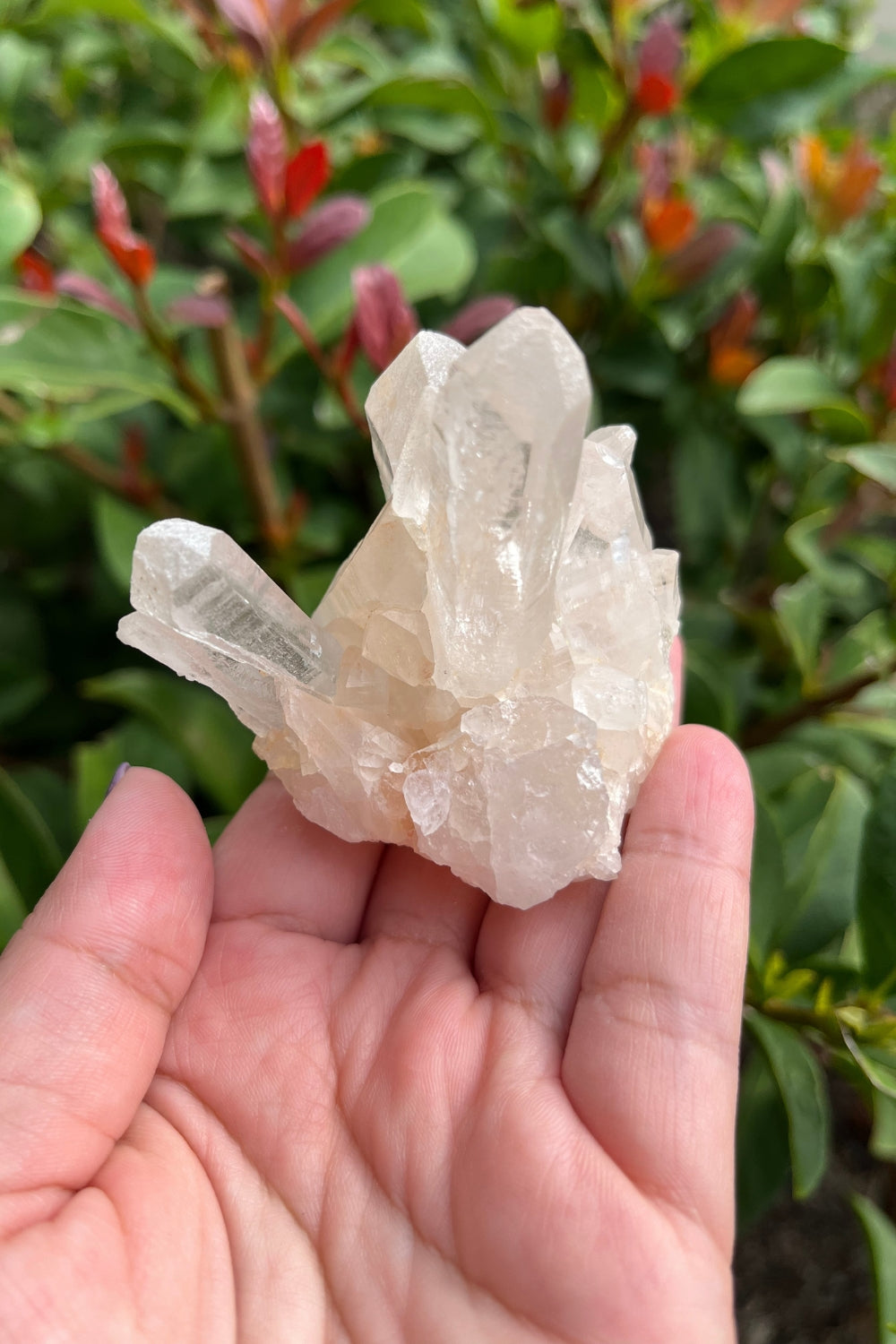 Himalayan Pink Samadhi Quartz Cluster #6