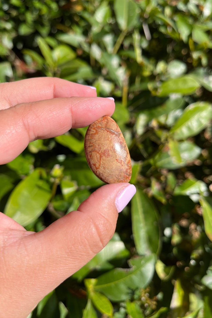 Petrified Wood Cabochon