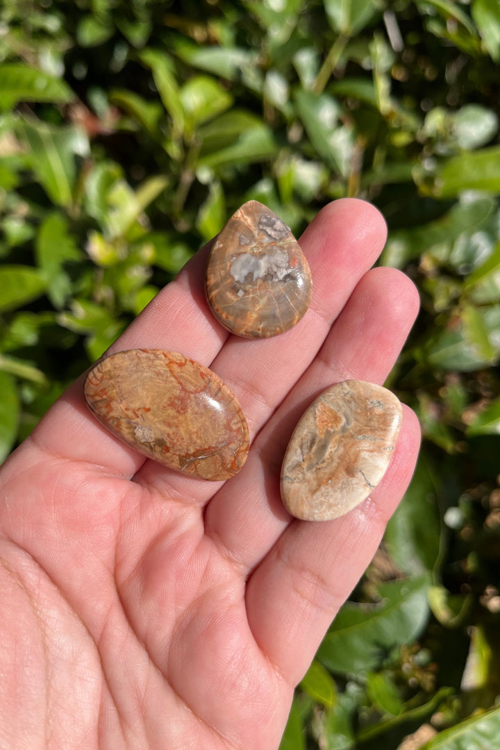 Petrified Wood Cabochon