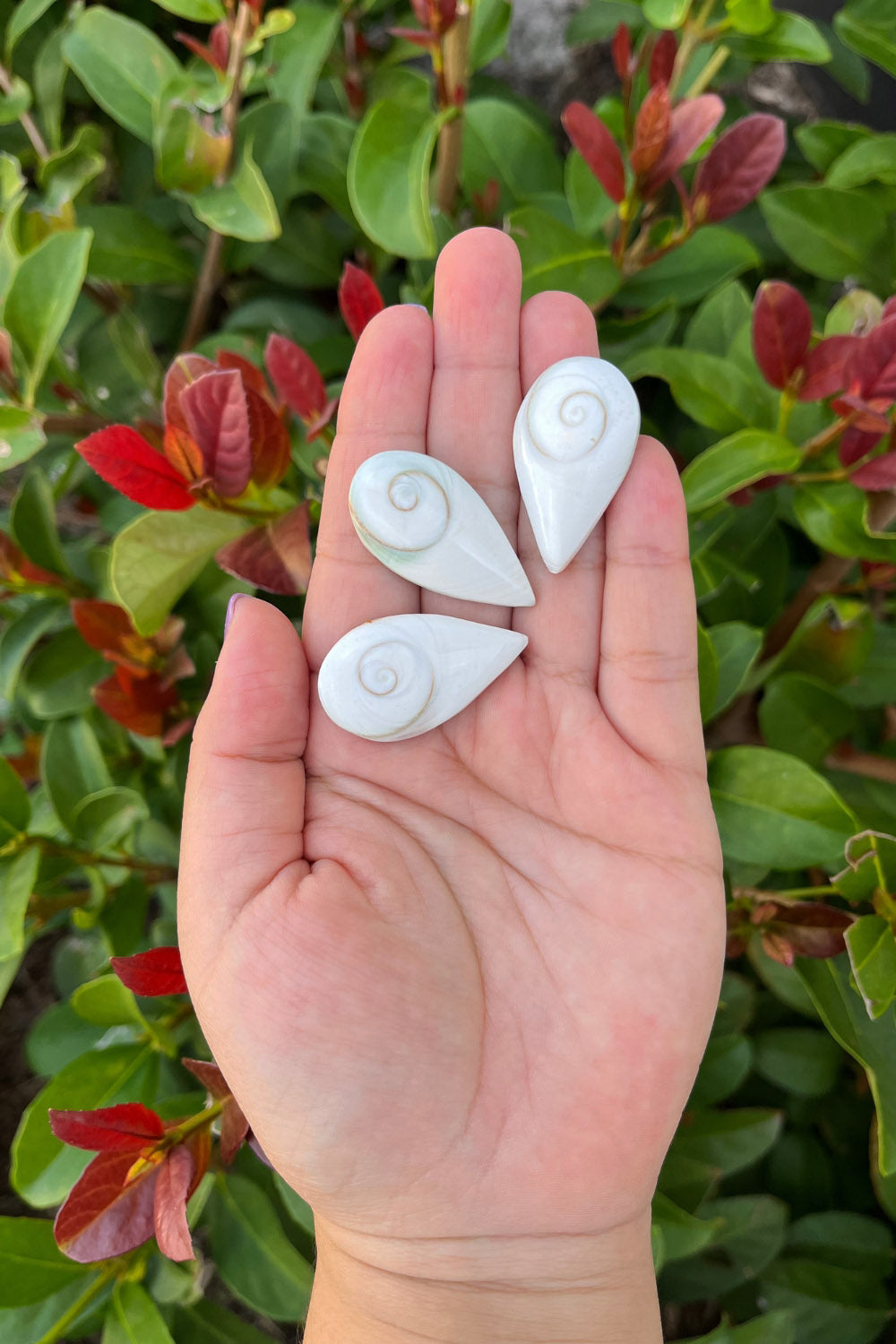 Shiva Eye Shell Teardrop