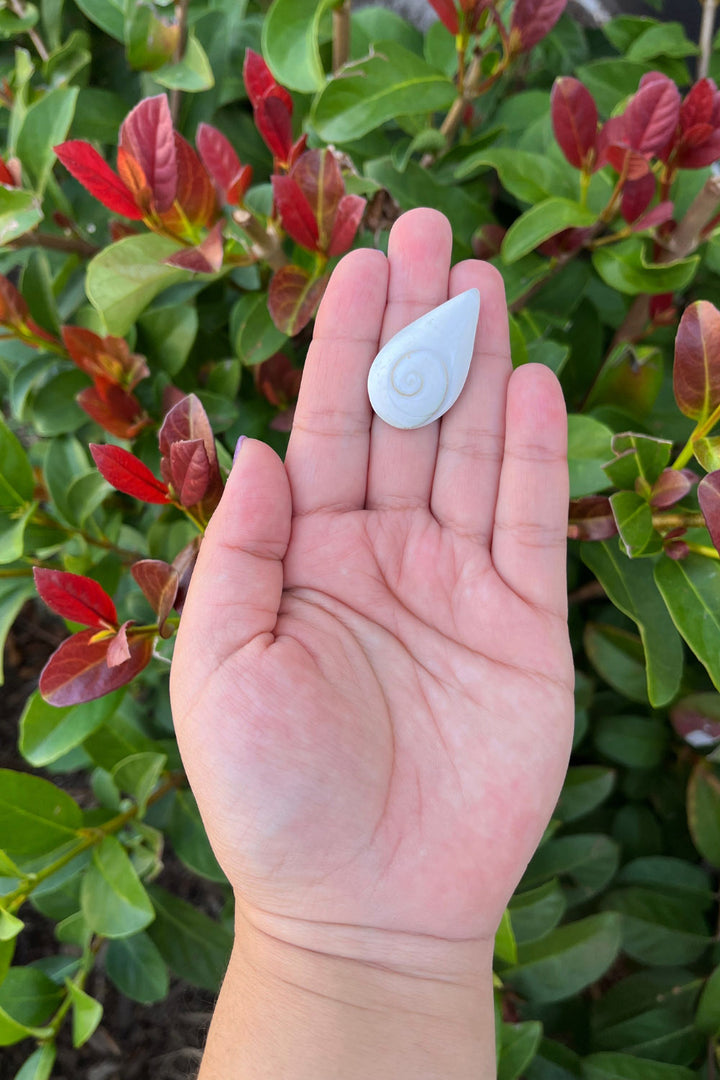 Shiva Eye Shell Teardrop