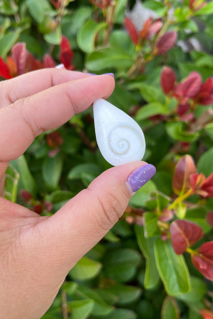 Shiva Eye Shell Teardrop