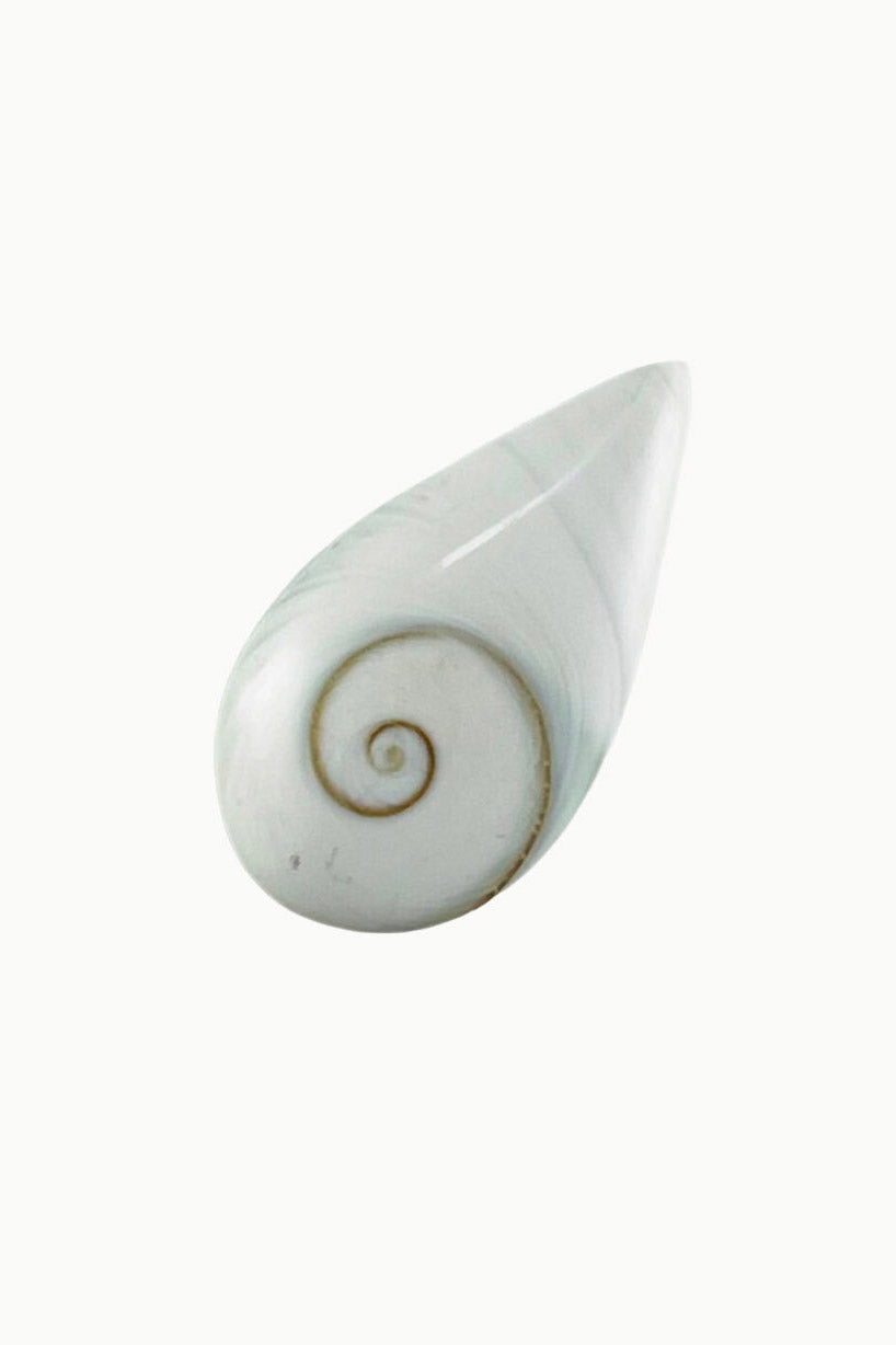 Shiva Eye Shell Teardrop
