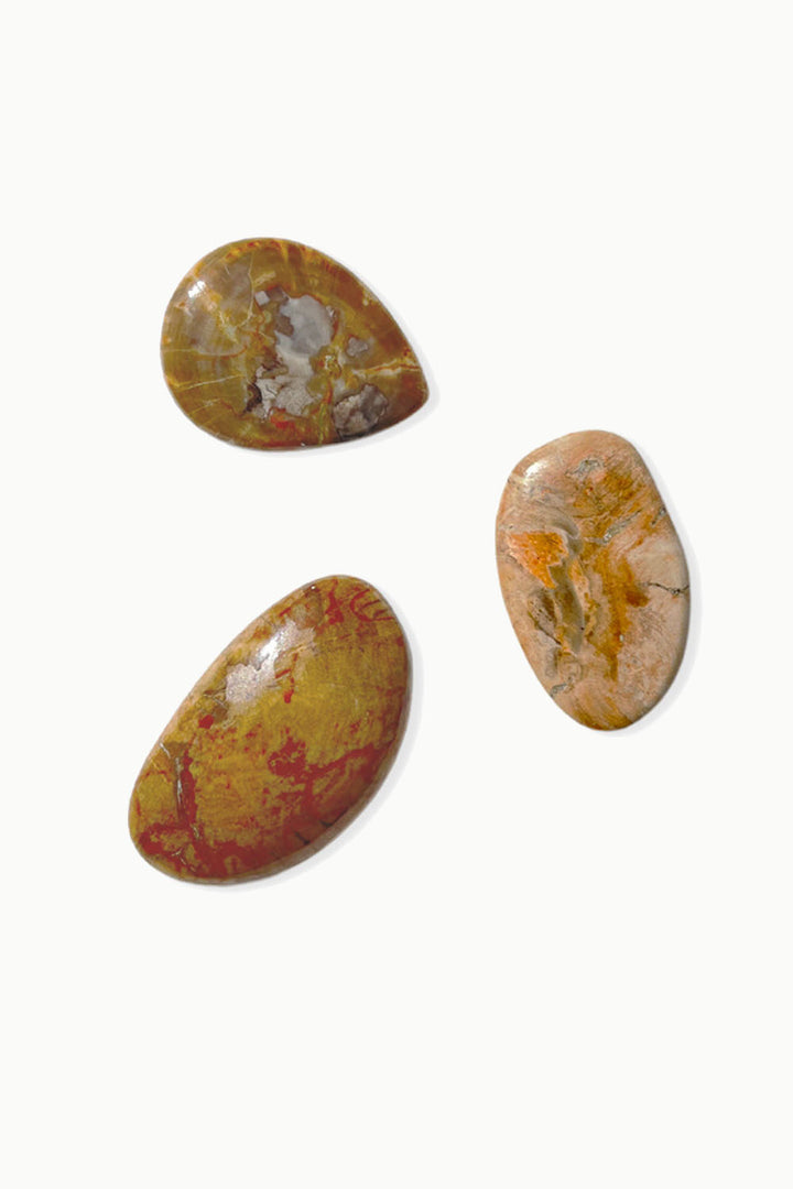 Petrified Wood Cabochon