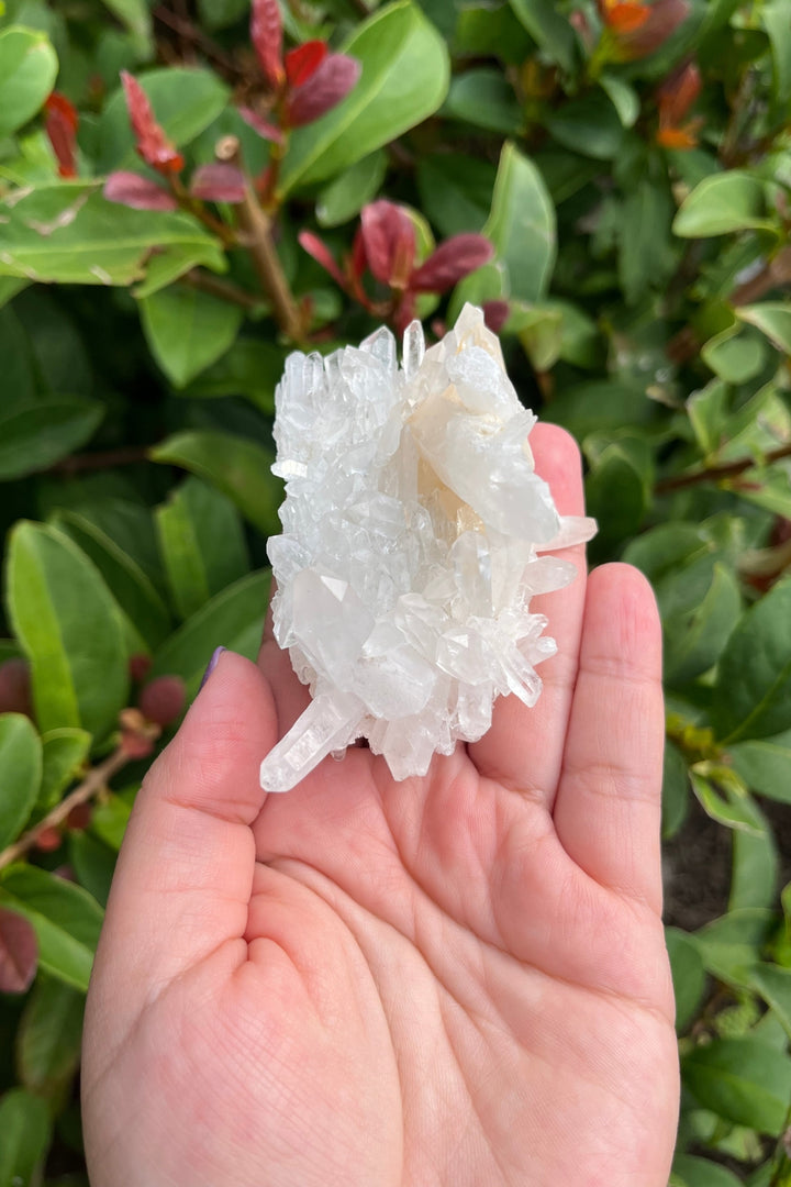 Himalayan Samadhi Quartz Cluster #7